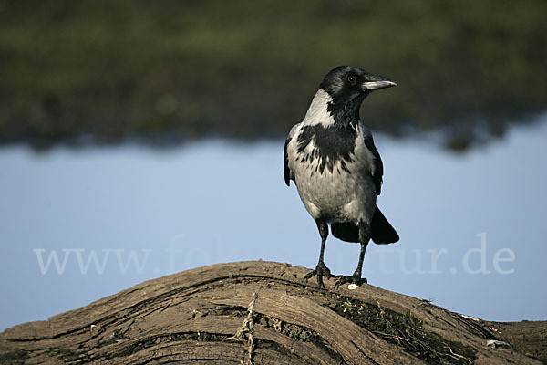 Nebelkrähe (Corvus corone cornix)