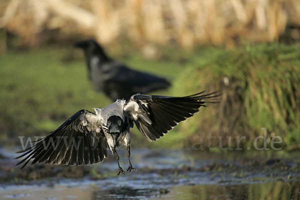 Nebelkrähe (Corvus corone cornix)