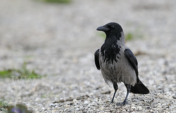 Nebelkrähe (Corvus corone cornix)