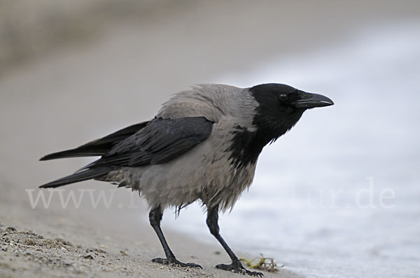 Nebelkrähe (Corvus corone cornix)