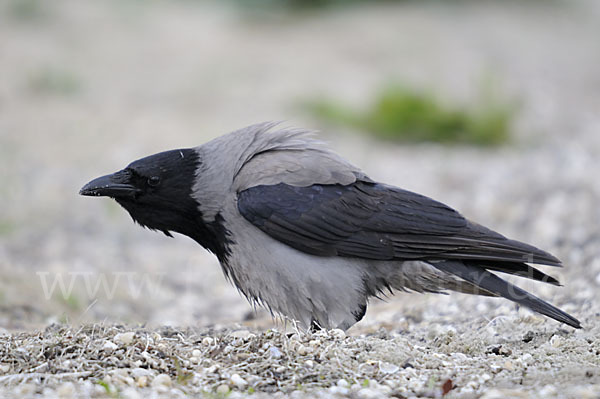 Nebelkrähe (Corvus corone cornix)