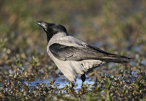 Nebelkrähe (Corvus corone cornix)