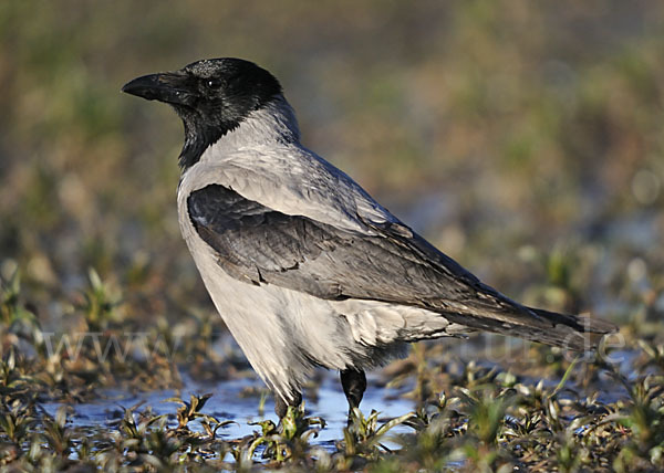 Nebelkrähe (Corvus corone cornix)