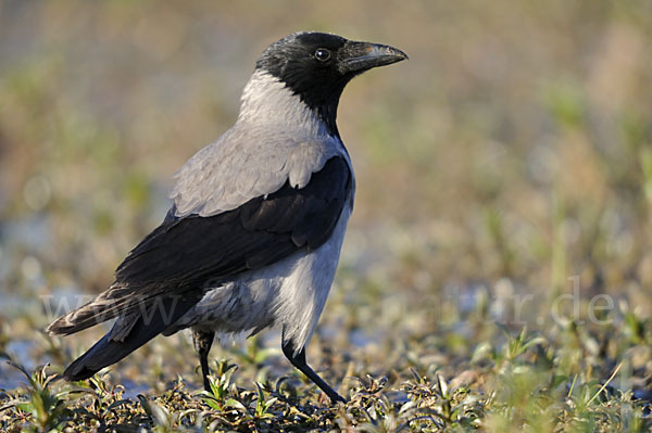 Nebelkrähe (Corvus corone cornix)