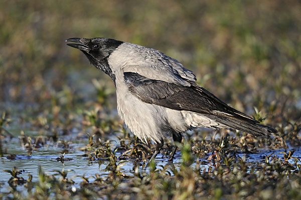 Nebelkrähe (Corvus corone cornix)