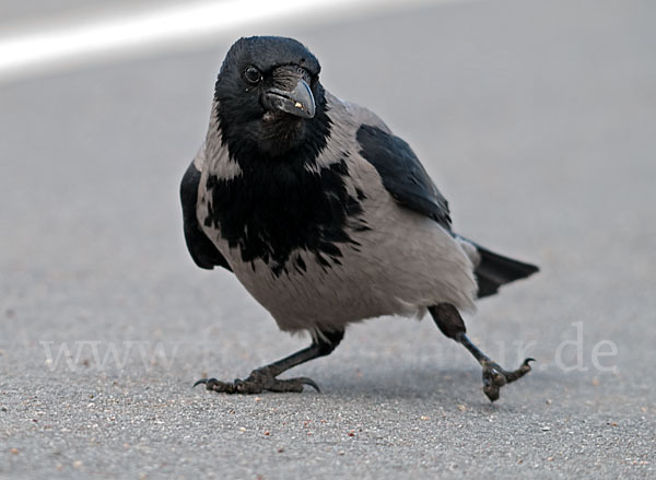 Nebelkrähe (Corvus corone cornix)