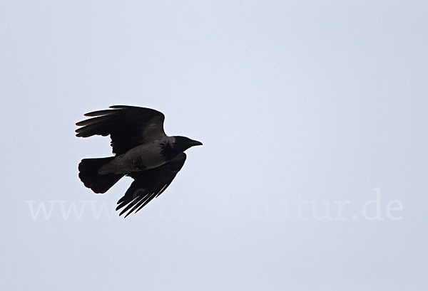 Nebelkrähe (Corvus corone cornix)