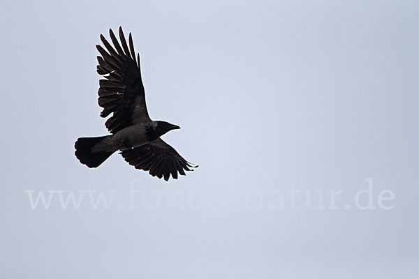 Nebelkrähe (Corvus corone cornix)