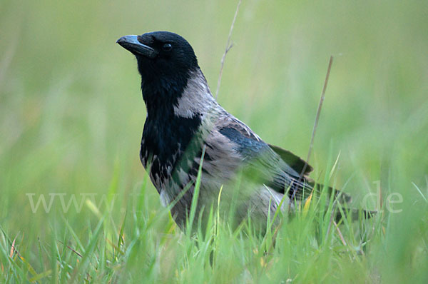 Nebelkrähe (Corvus corone cornix)