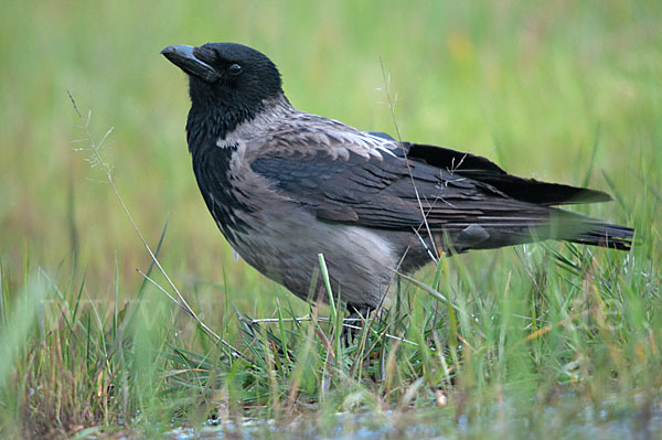 Nebelkrähe (Corvus corone cornix)