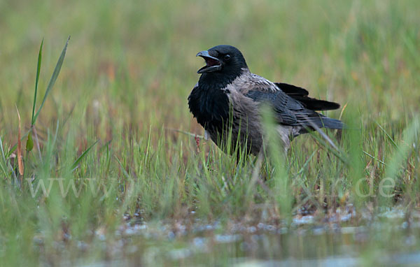 Nebelkrähe (Corvus corone cornix)