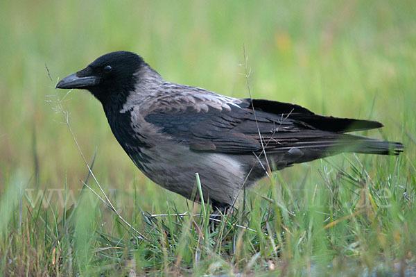 Nebelkrähe (Corvus corone cornix)