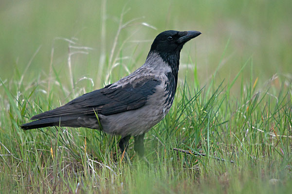 Nebelkrähe (Corvus corone cornix)