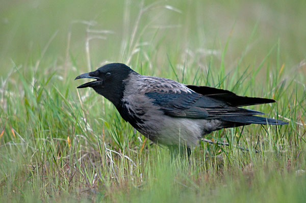 Nebelkrähe (Corvus corone cornix)