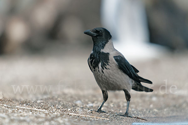 Nebelkrähe (Corvus corone cornix)