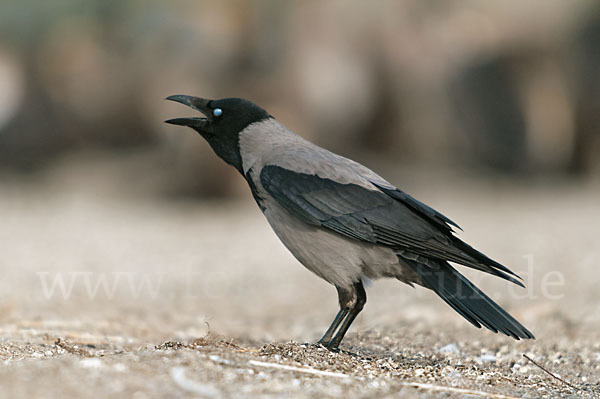 Nebelkrähe (Corvus corone cornix)