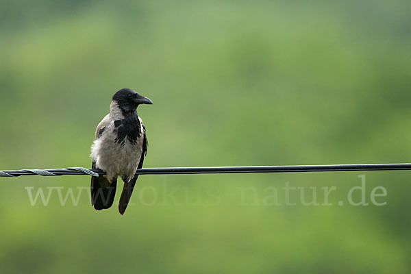 Nebelkrähe (Corvus corone cornix)