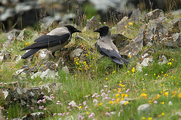 Nebelkrähe (Corvus corone cornix)