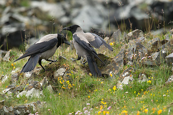 Nebelkrähe (Corvus corone cornix)