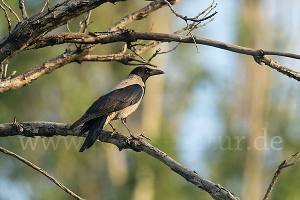 Nebelkrähe (Corvus corone cornix)