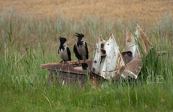 Nebelkrähe (Corvus corone cornix)