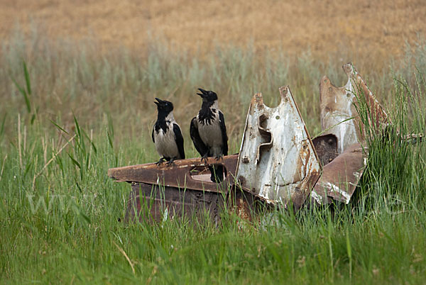 Nebelkrähe (Corvus corone cornix)