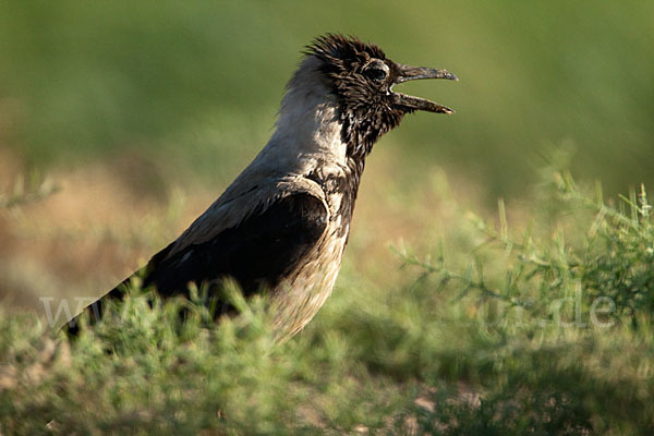 Nebelkrähe (Corvus corone cornix)