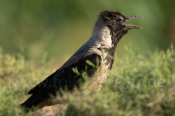 Nebelkrähe (Corvus corone cornix)