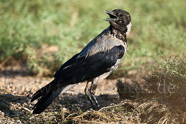 Nebelkrähe (Corvus corone cornix)