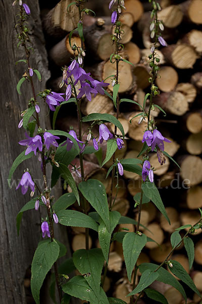 Nesselblättrige Glockenblume (Campanula trachelium)