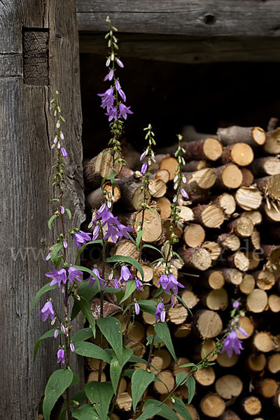 Nesselblättrige Glockenblume (Campanula trachelium)