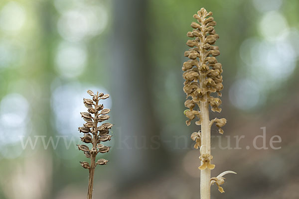 Nestwurz (Neottia nidus-avis)