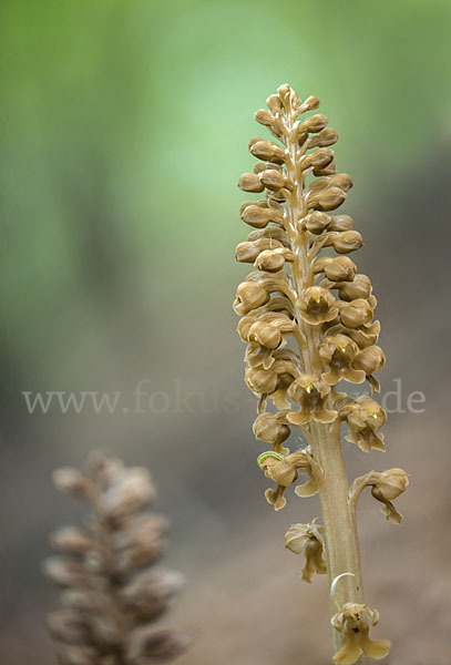 Nestwurz (Neottia nidus-avis)