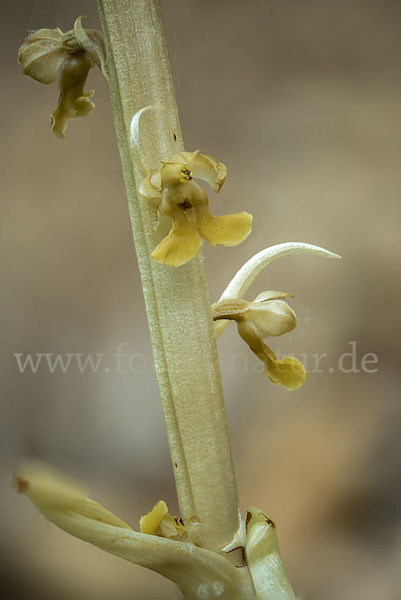 Nestwurz (Neottia nidus-avis)