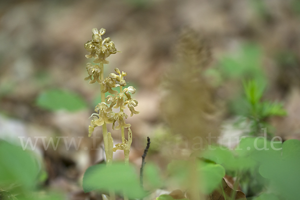 Nestwurz (Neottia nidus-avis)