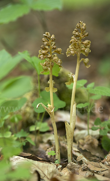 Nestwurz (Neottia nidus-avis)