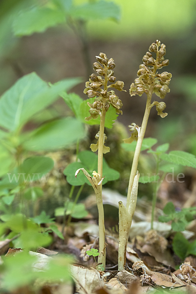 Nestwurz (Neottia nidus-avis)