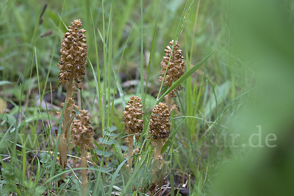 Nestwurz (Neottia nidus-avis)