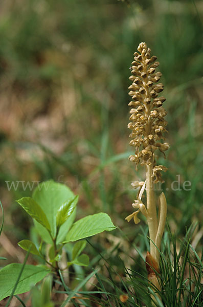 Nestwurz (Neottia nidus-avis)