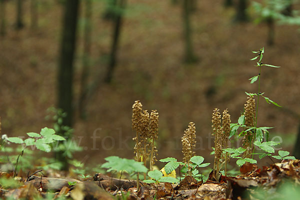 Nestwurz (Neottia nidus-avis)