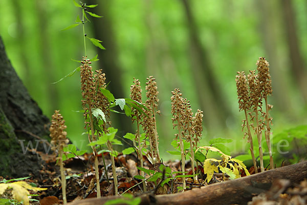 Nestwurz (Neottia nidus-avis)