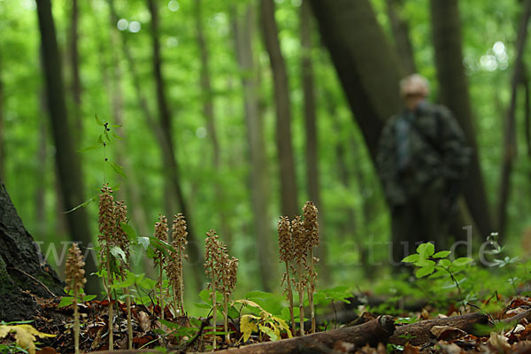 Nestwurz (Neottia nidus-avis)