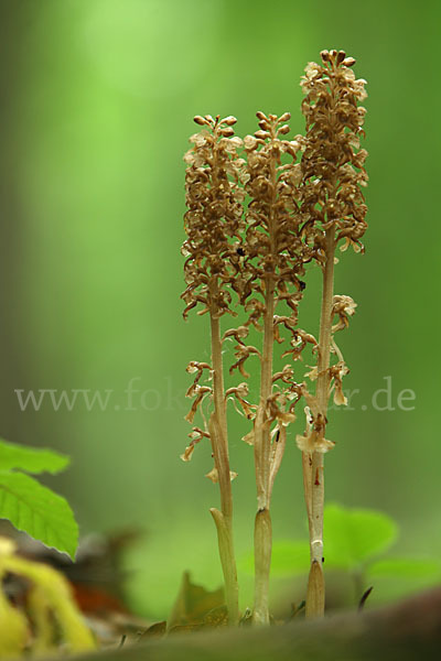 Nestwurz (Neottia nidus-avis)