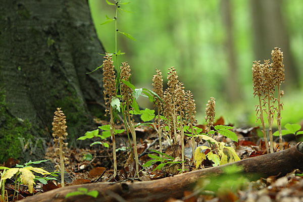 Nestwurz (Neottia nidus-avis)