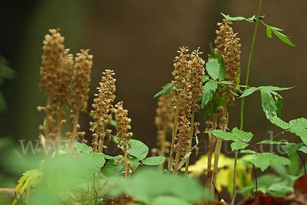 Nestwurz (Neottia nidus-avis)