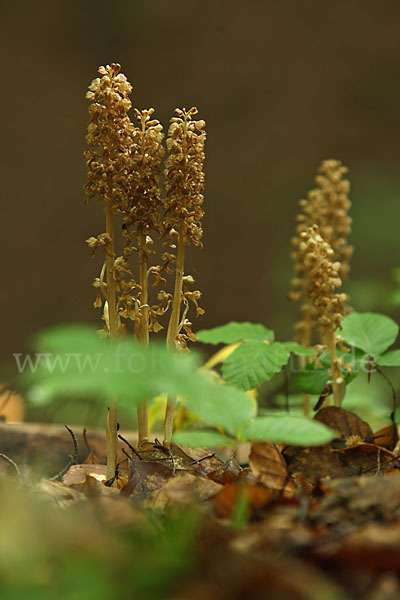 Nestwurz (Neottia nidus-avis)