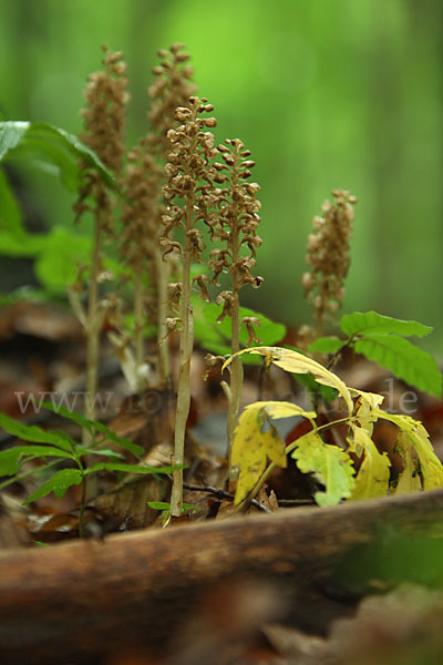 Nestwurz (Neottia nidus-avis)