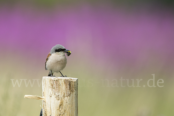 Neuntöter (Lanius collurio)