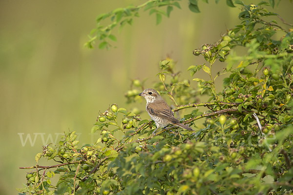 Neuntöter (Lanius collurio)