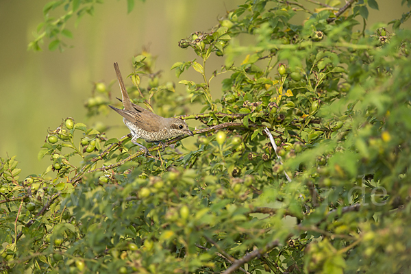 Neuntöter (Lanius collurio)